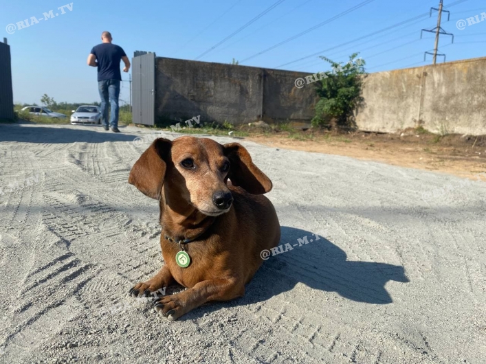 Сегодня в Мелитополе начали отлов бродячих собак (фото, видео)